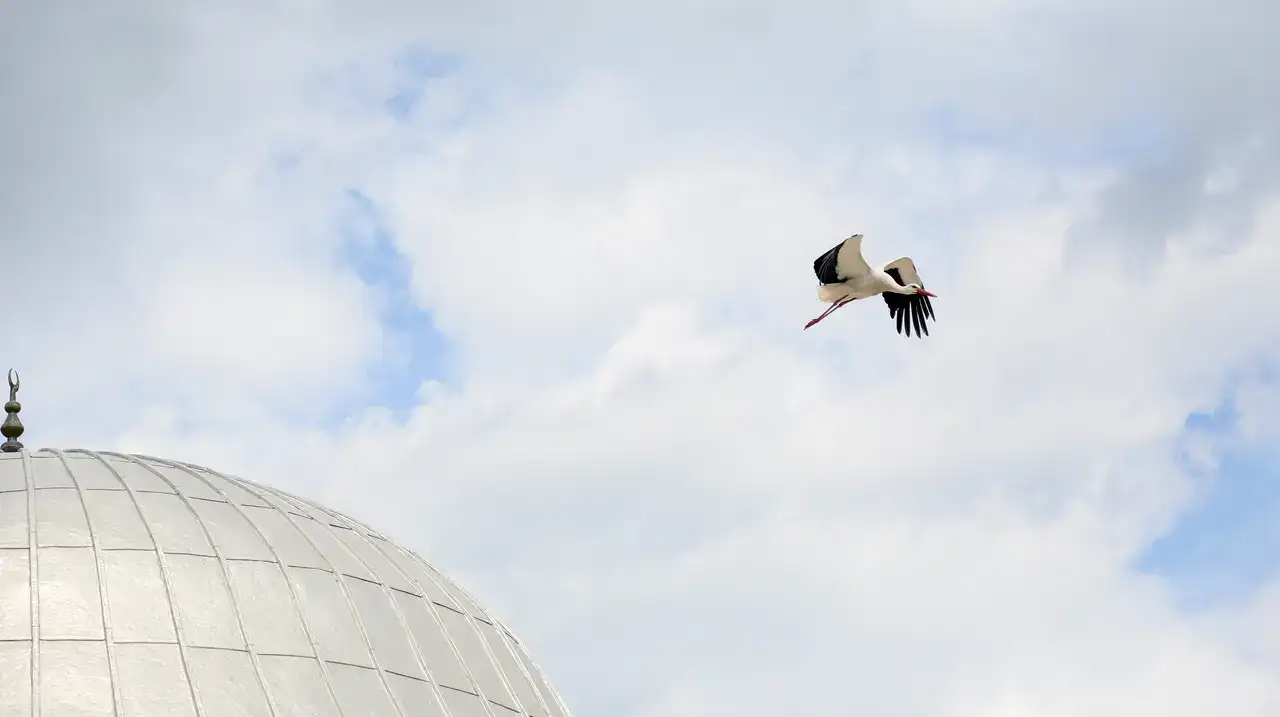 Serik Dikmen’de Leylek Yuvası Krizi Tatlıya Bağlandı 8
